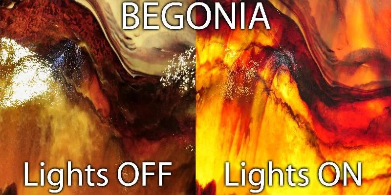 Begonia