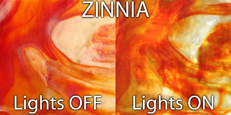 Zinnia