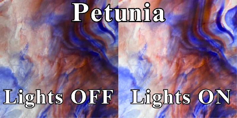 Petunia
