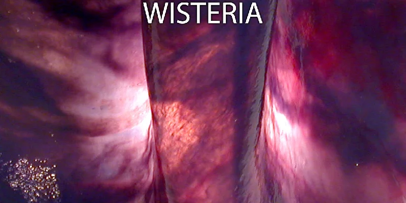 Wisteria